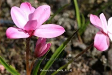 Rhodohypoxis 'Stella'