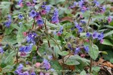 Pulmonaria officinalis 'Wuppertal'