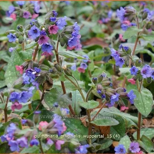 Pulmonaria officinalis 'Wuppertal'