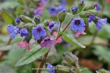 Pulmonaria officinalis 'Wuppertal'