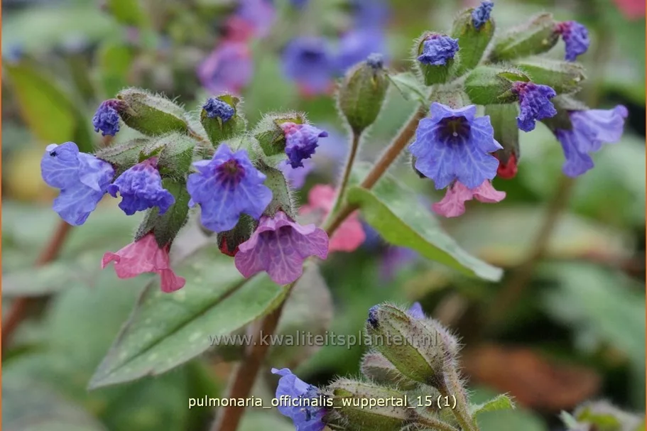 Pulmonaria officinalis 'Wuppertal'