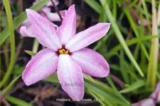 Rhodoxis 'Fairy Kisses'