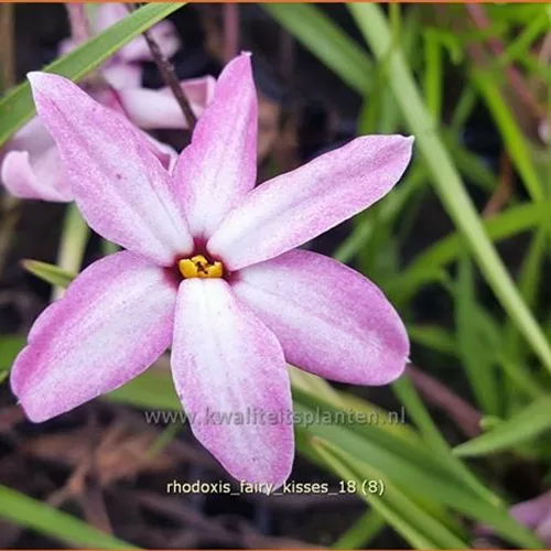 Rhodoxis 'Fairy Kisses'