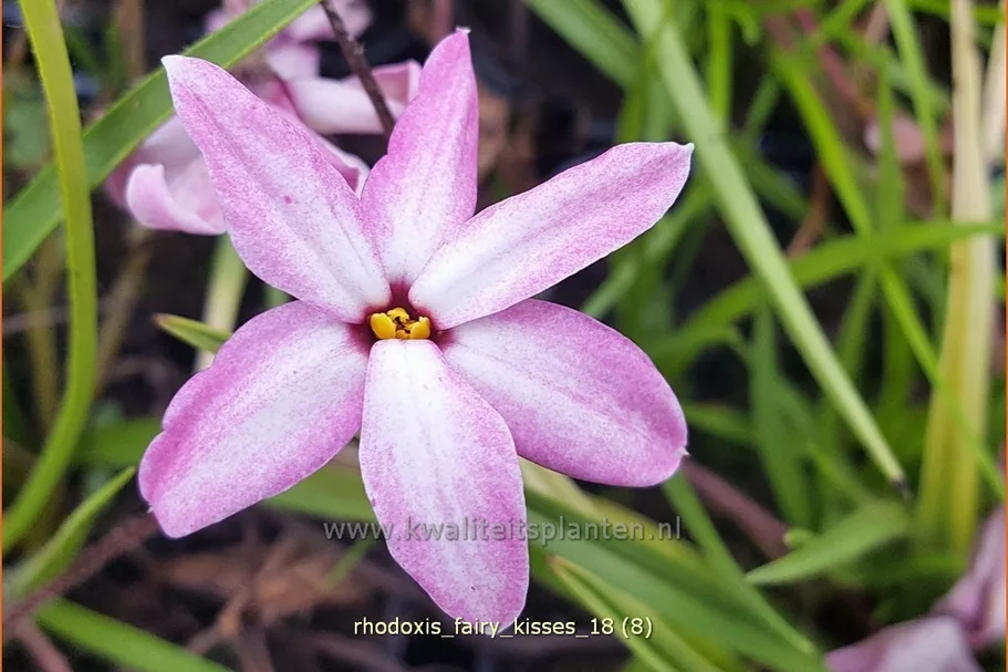 Rhodoxis 'Fairy Kisses'