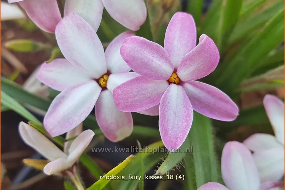 Rhodoxis 'Fairy Kisses'