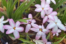 Rhodoxis 'Fairy Kisses'