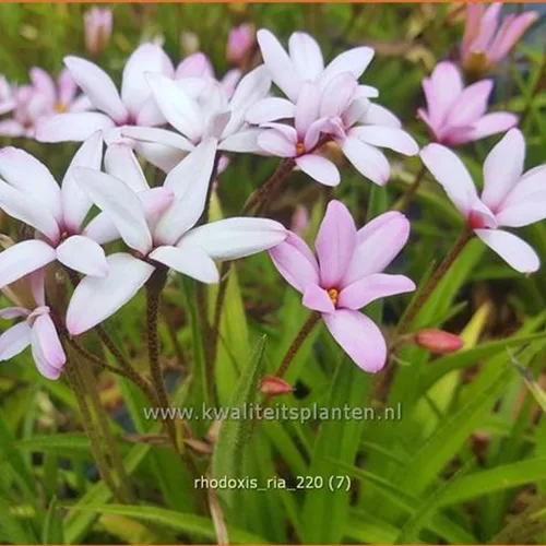 Rhodoxis 'Ria'