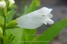 Physostegia virginiana 'Summer Snow'