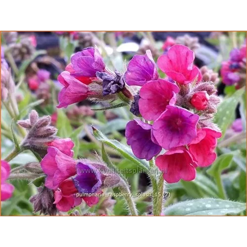 Pulmonaria 'Raspberry Splash'