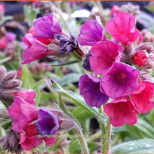 Pulmonaria 'Raspberry Splash'