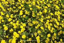 Potentilla neumanniana