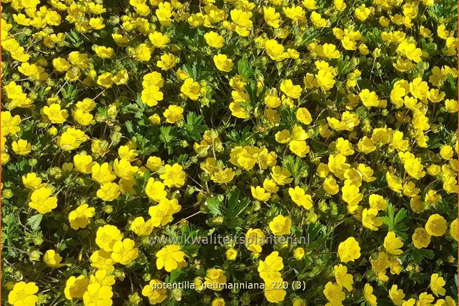 Potentilla neumanniana
