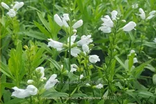 Physostegia virginiana 'Summer Snow'