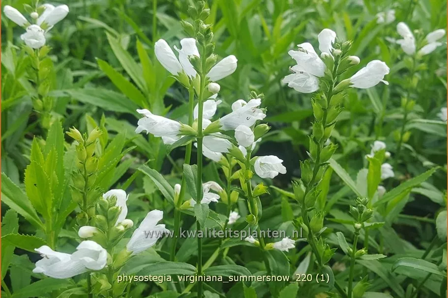 Physostegia virginiana 'Summer Snow'