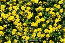 Potentilla neumanniana