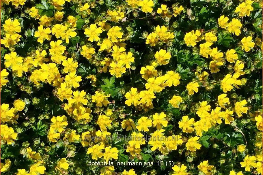 Potentilla neumanniana
