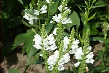 Physostegia virginiana 'Summer Snow'