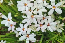 Rhodoxis 'Summer Stars Peppermint'