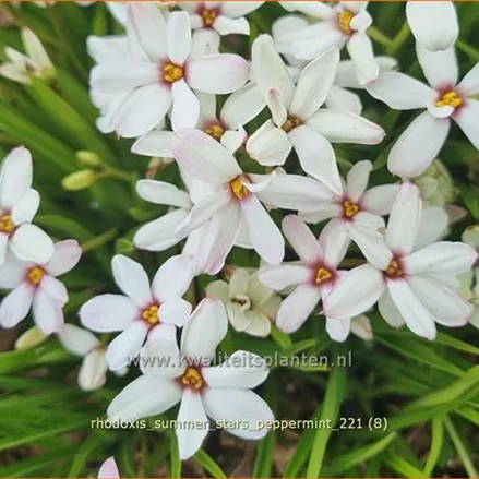 Rhodoxis 'Summer Stars Peppermint'