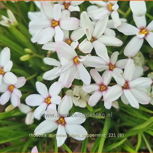 Rhodoxis 'Summer Stars Peppermint'