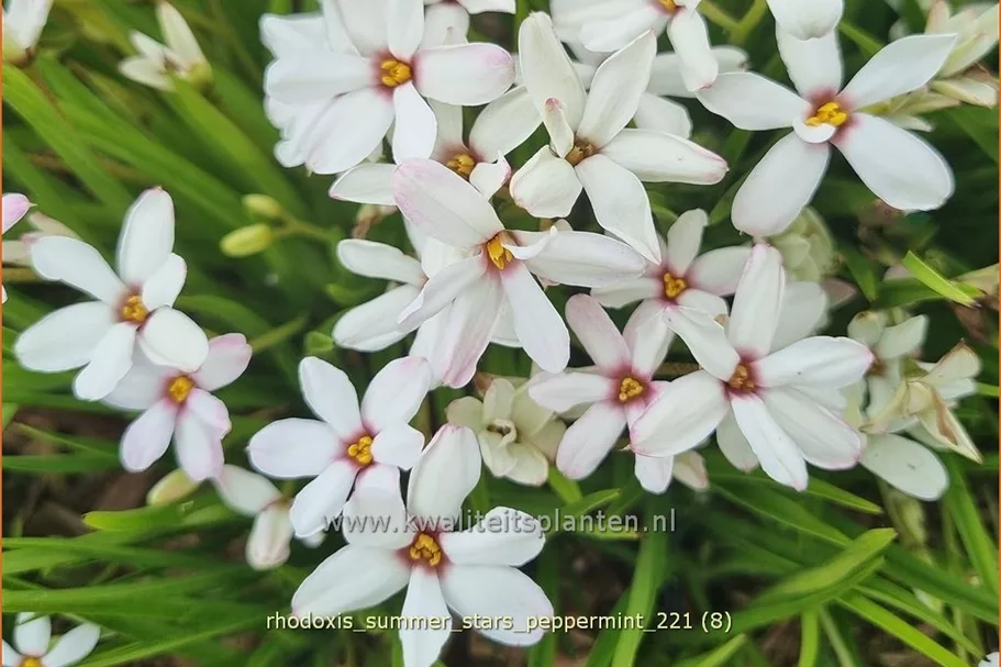 Rhodoxis 'Summer Stars Peppermint'