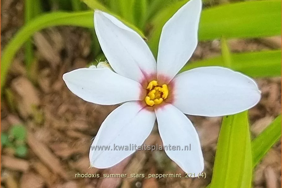 Rhodoxis 'Summer Stars Peppermint'