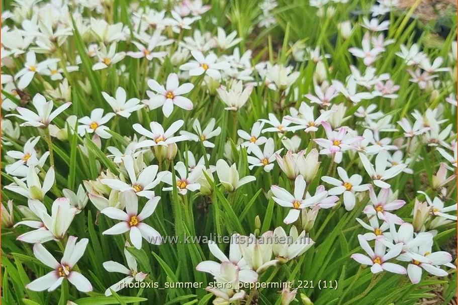 Rhodoxis 'Summer Stars Peppermint'