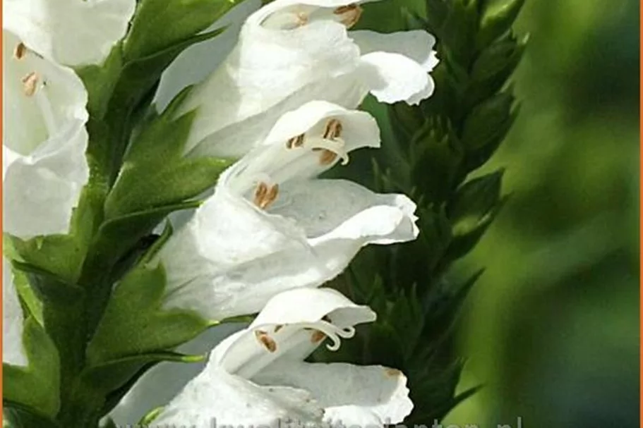 Physostegia virginiana 'Summer Snow'