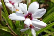 Rhodoxis 'Summer Stars Peppermint'