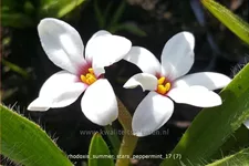 Rhodoxis 'Summer Stars Peppermint'
