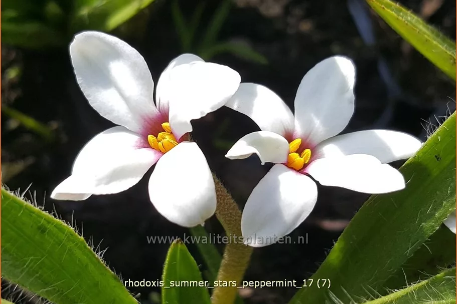 Rhodoxis 'Summer Stars Peppermint'