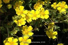 Potentilla neumanniana