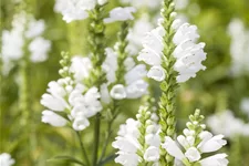 Physostegia virginiana 'Summer Snow'