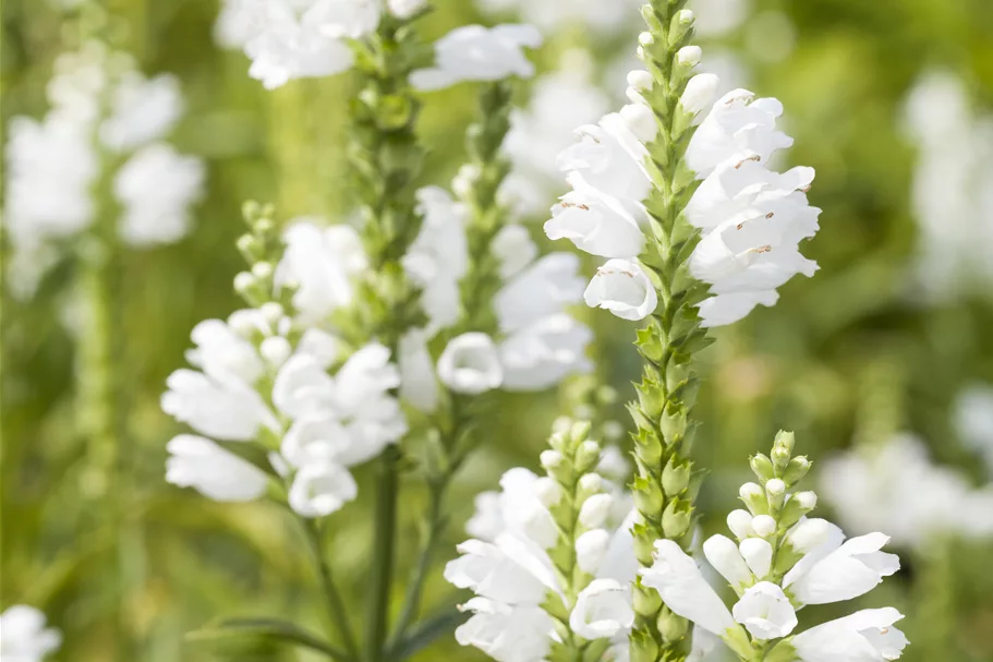 Physostegia virginiana 'Summer Snow'