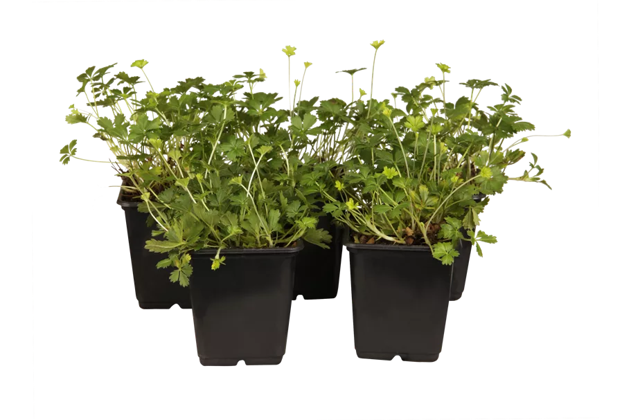 Potentilla neumanniana