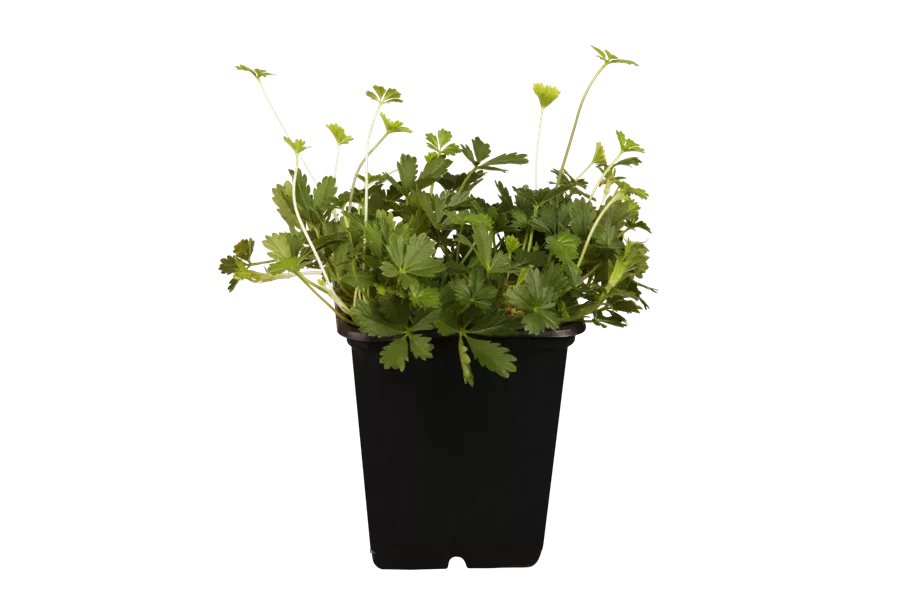 Potentilla neumanniana