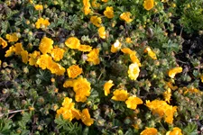 Potentilla neumanniana