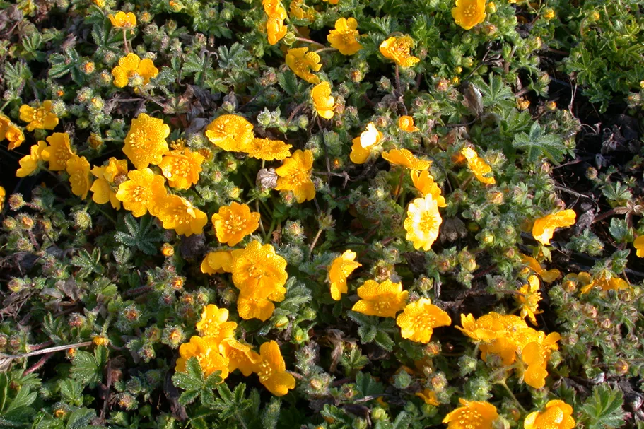 Potentilla neumanniana