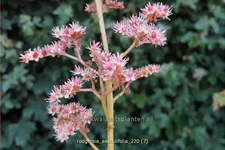 Rodgersia aesculifolia
