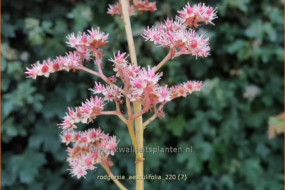Rodgersia aesculifolia