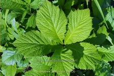 Rodgersia aesculifolia