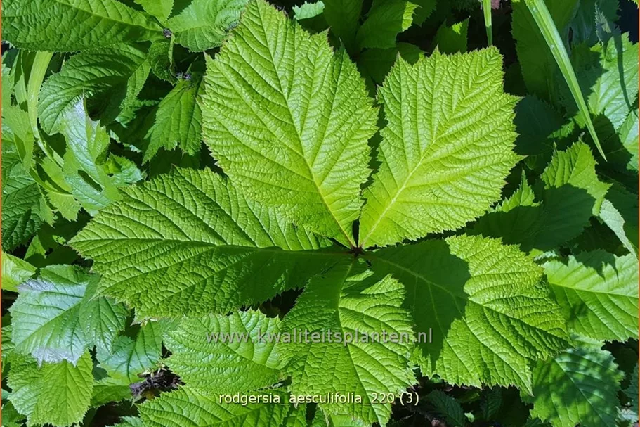 Rodgersia aesculifolia