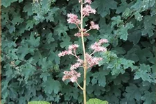 Rodgersia aesculifolia