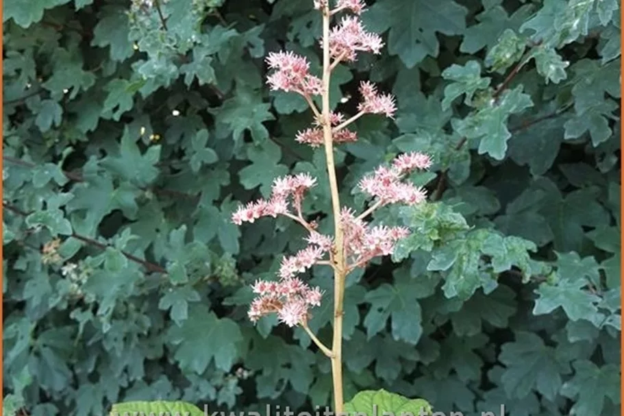Rodgersia aesculifolia