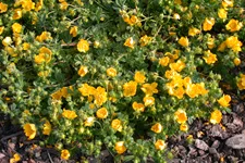 Potentilla neumanniana