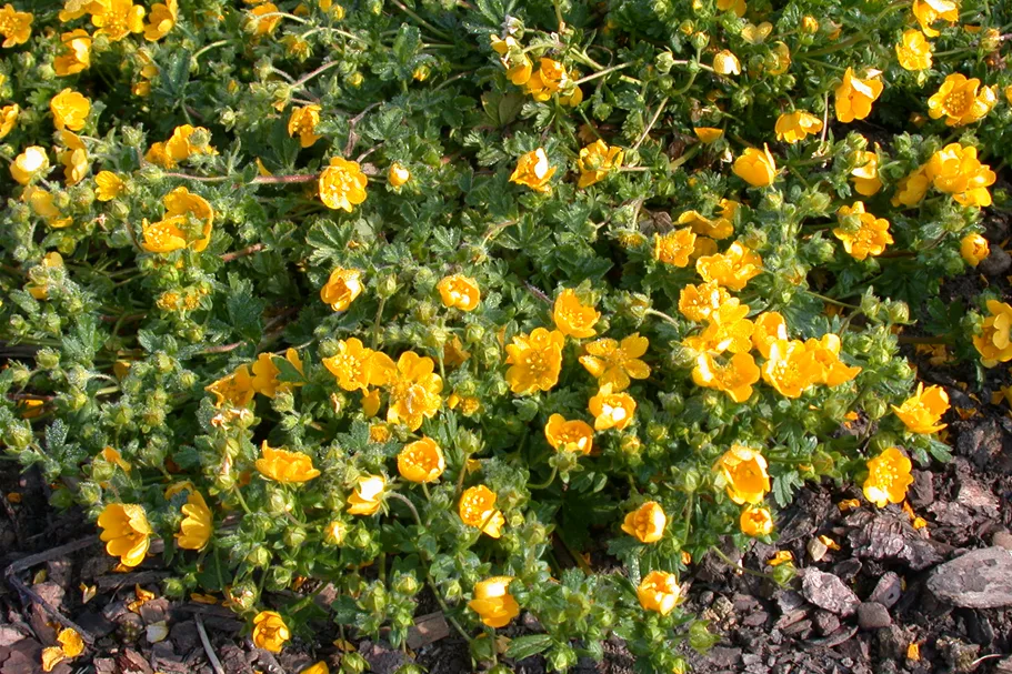 Potentilla neumanniana