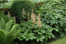 Rodgersia aesculifolia