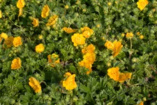 Potentilla neumanniana