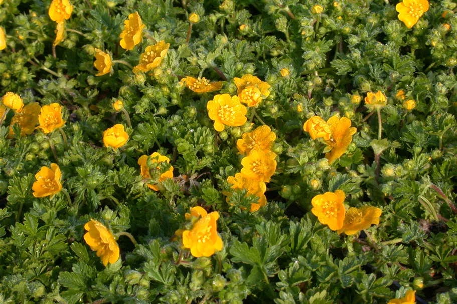 Potentilla neumanniana