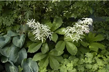Rodgersia aesculifolia